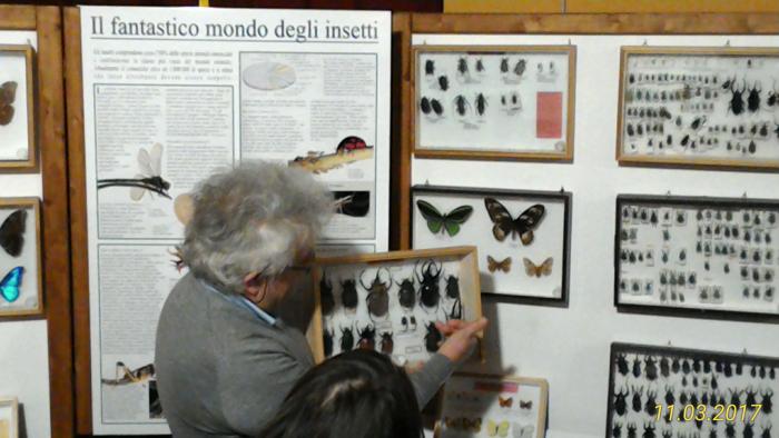 Museo Entomologico San Giovanni 11/03/2017