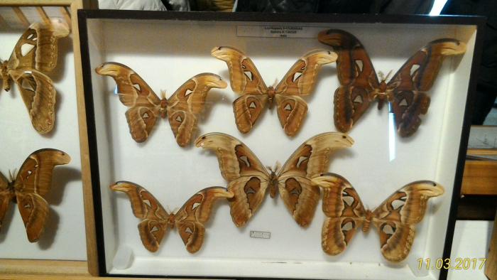 Museo Entomologico San Giovanni 11/03/2017