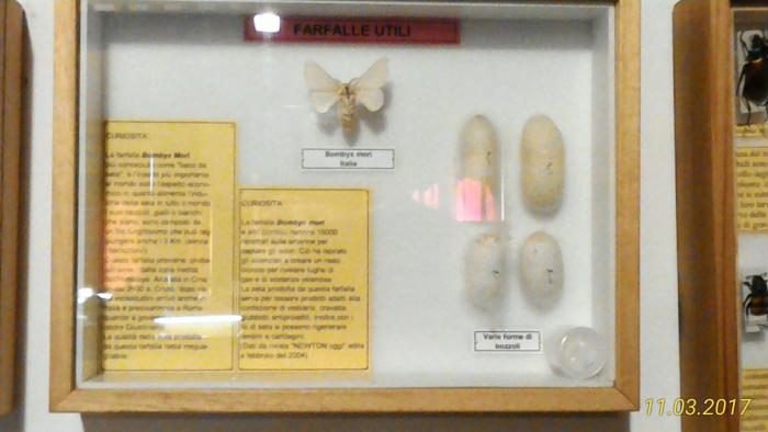 Museo Entomologico San Giovanni 11/03/2017