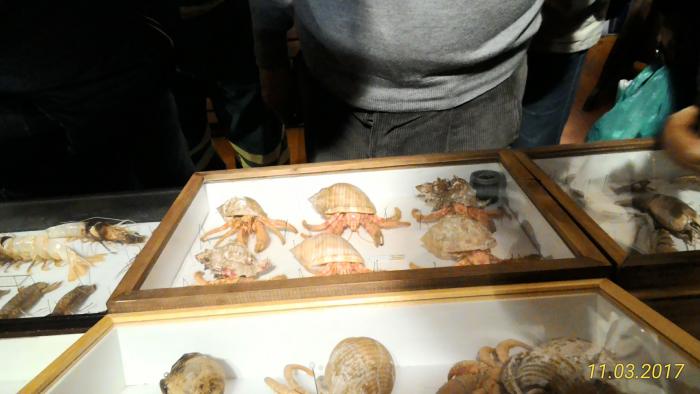 Museo Entomologico San Giovanni 11/03/2017