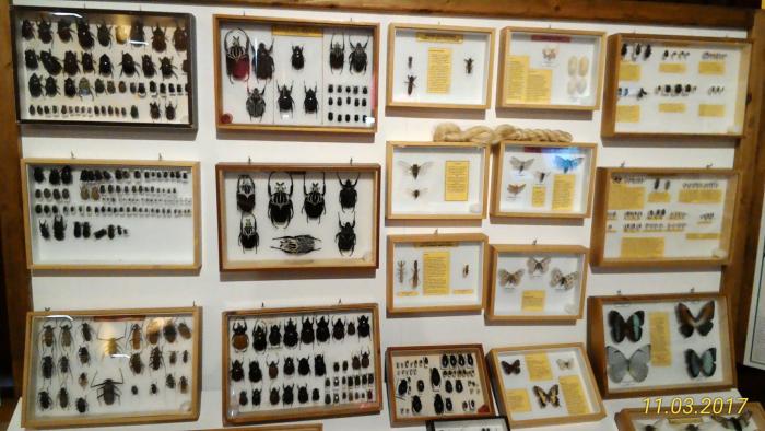 Museo Entomologico San Giovanni 11/03/2017