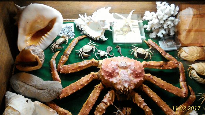 Museo Entomologico San Giovanni 11/03/2017